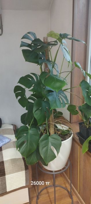 Монстера зелёная.