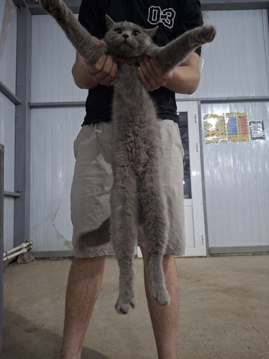 Scottish Straight 3 yosh Erkak Nasl olish uchun