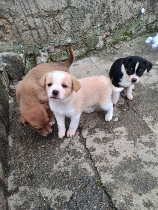 Подарявам кученца