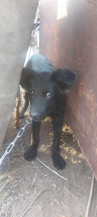 Пристраиваются в добрые руки