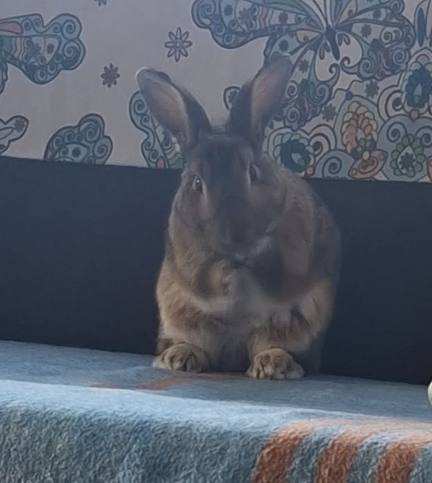 Продам кролика декоротивного