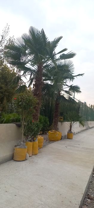 Archa VA mevalik kòchatlar bor