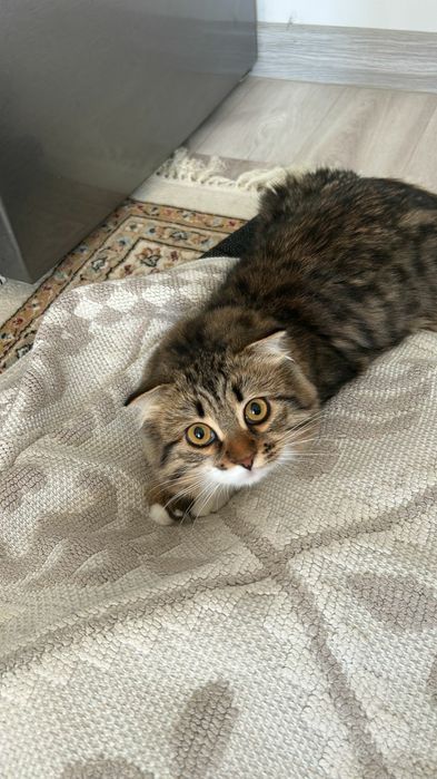Отдам бесплатно  кошку 6 мес
