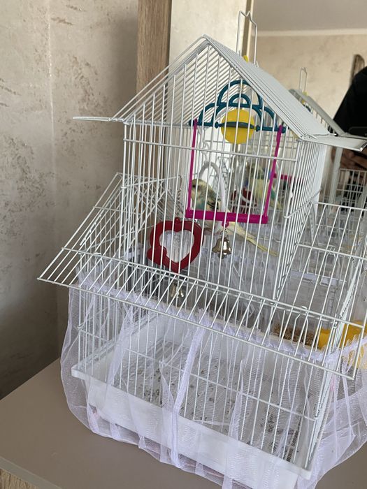 Продам попугая 1.5 месяца мальчиң