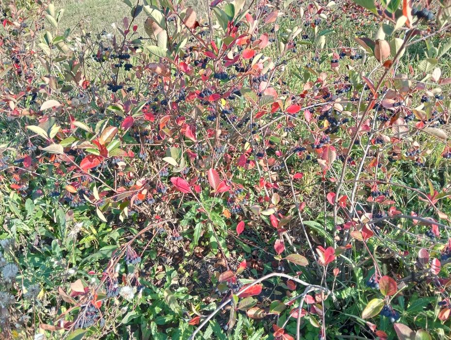 Aronia de vanzare