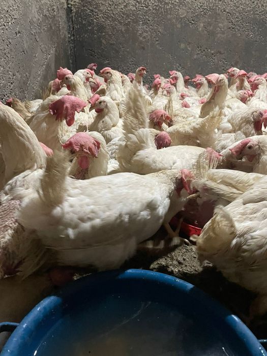 Продаётся куры несушки