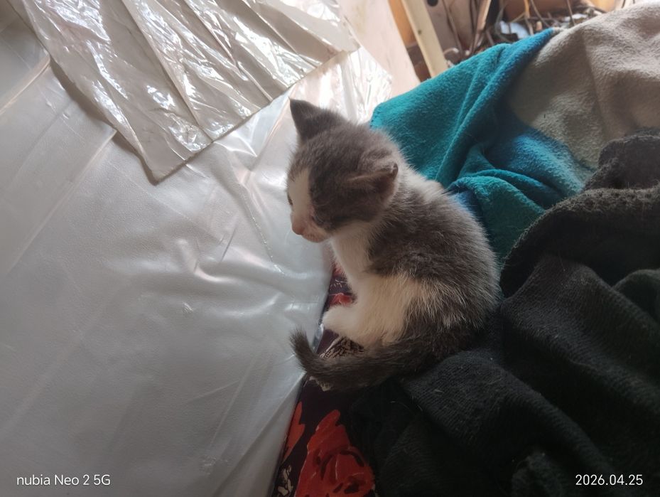 Котята даром или (тигры)