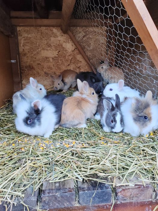 Vând iepuri cap de leu