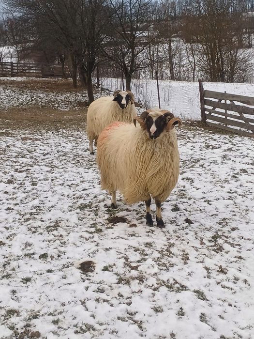 Vând 6 oi și un berbec la alegere