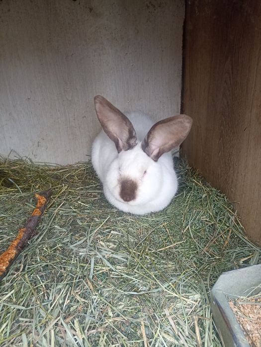 Iepuroi uriaș de Transilvania