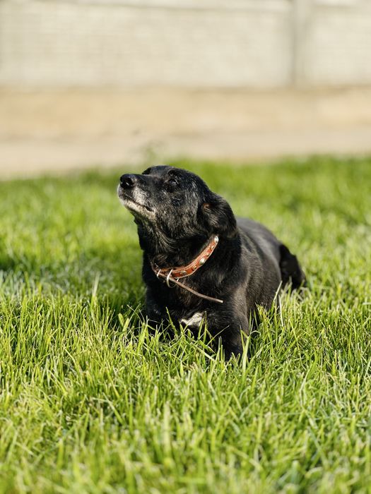 Добрая, ласковая собака ищет семью