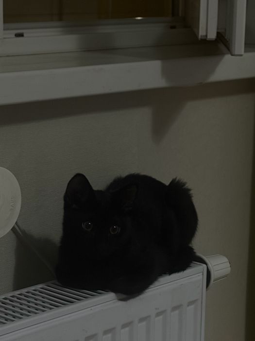 Бесплатно отдаю котенка