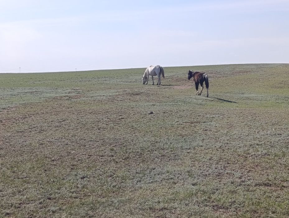 Буаз бие ұрғашы таймен