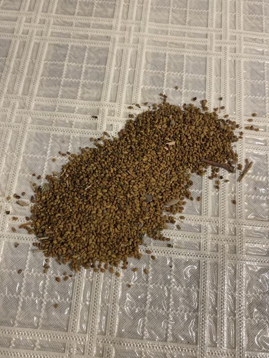 Продам Семена Клеевера