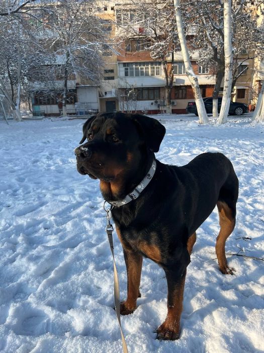 Продается щенки ротвейлера