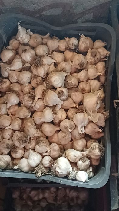 Vând usturoi romanesc