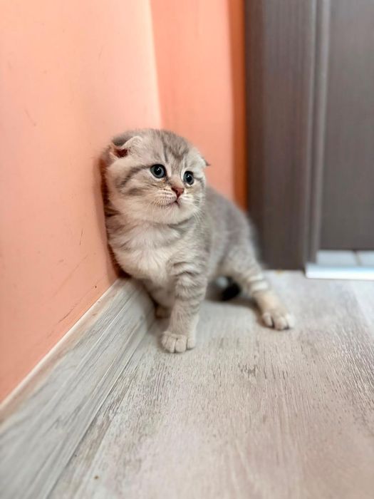 Scottish Fold Chinchilla Felisa