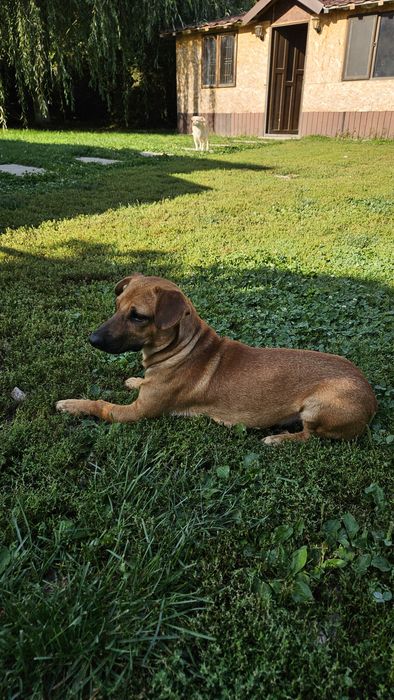 Metis de teckel spre adoptie