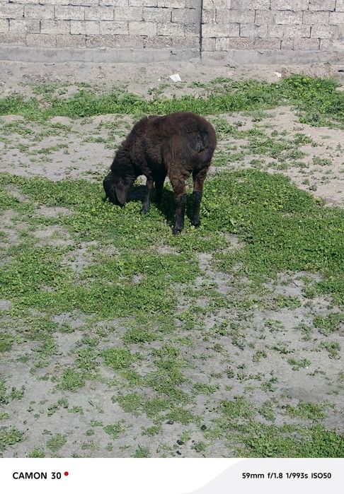 кузи ургочи 8 ойлик сотилади