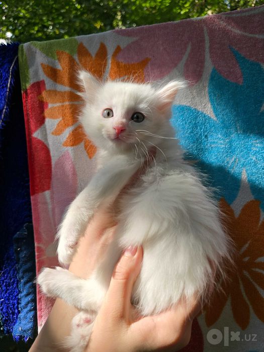 Котята ищут семьи!