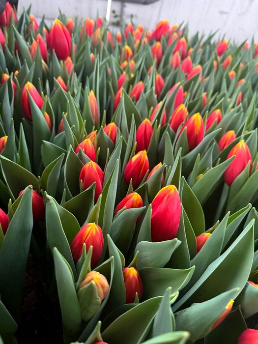 Тюльпаны в розницу! 40 сортов! Алматы.