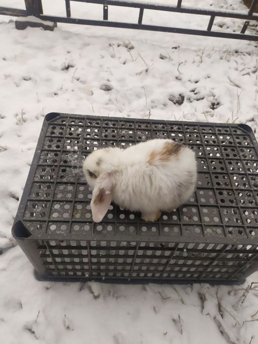 dekarativni  karlik quyonlar 300somdan