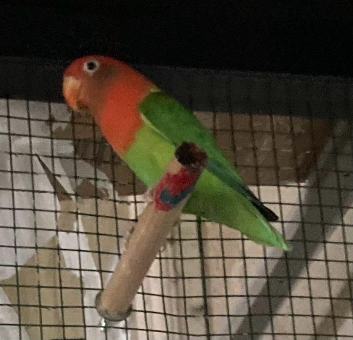 Pereche agapornis / papagal