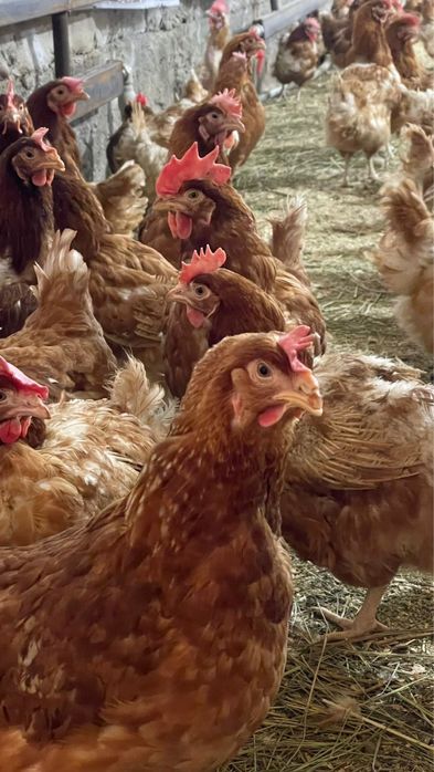 Яфа куры  продаем оптом и в розницу