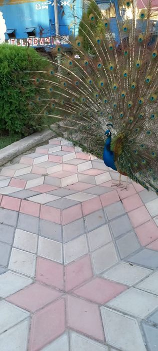 Продам павлинов семеику.