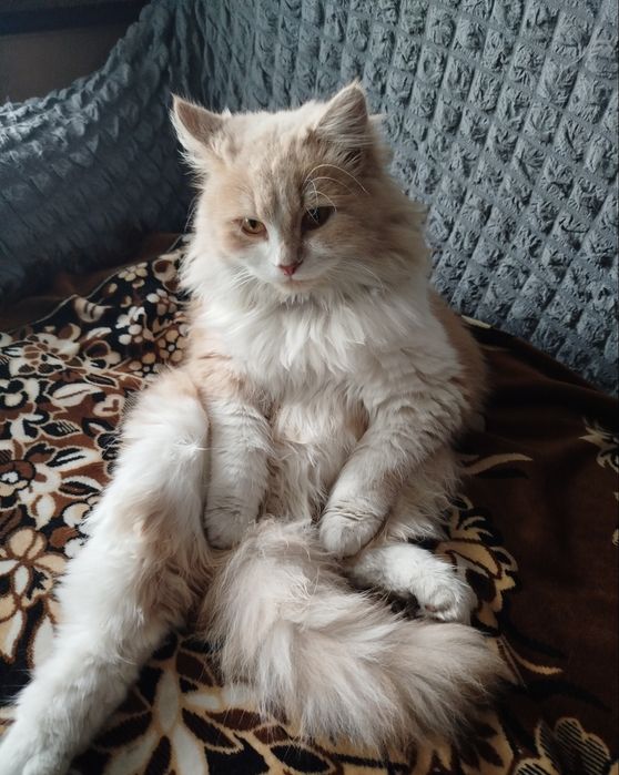 Потерялся кот в казкрае