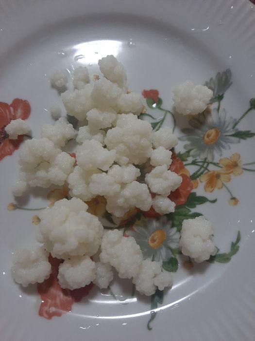 Продаётся молочный гриб.