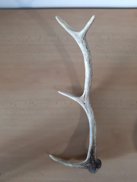 Еленови рога - различни размери