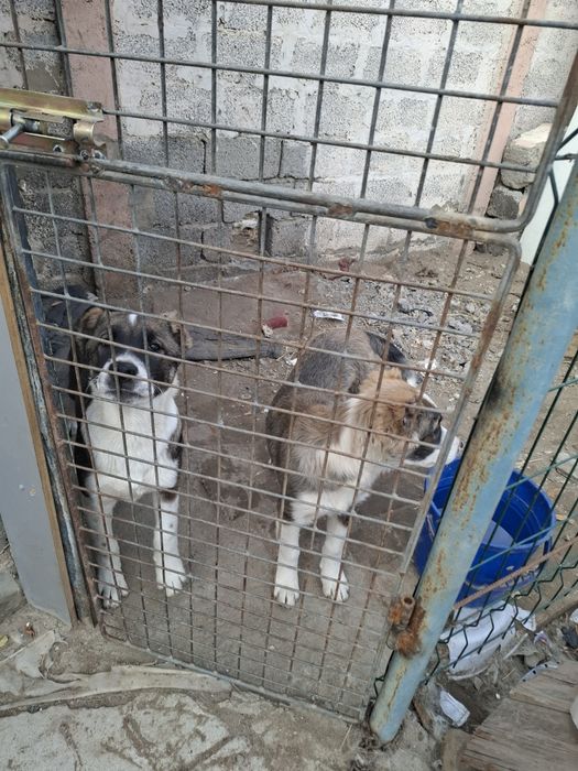 Щенок алабая 3 месячный