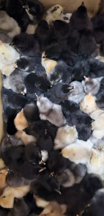 Продаются суточные цыплята