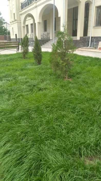 Плотный натуральный газон в рулонах для дома и дачи