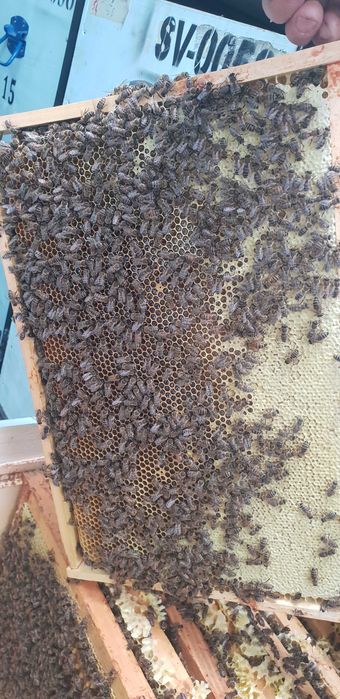 Matci /Regine  Carnica Sklenar Precomenzi pentru anul 2023