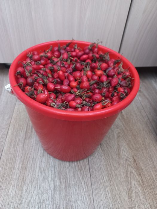 Продам  шиповник