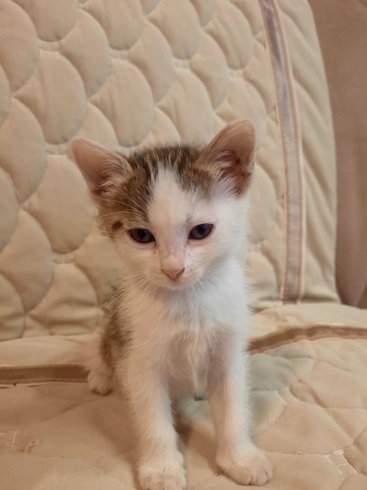 Продам котенка девочку