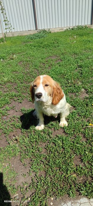 Щенки Русский- спаниель