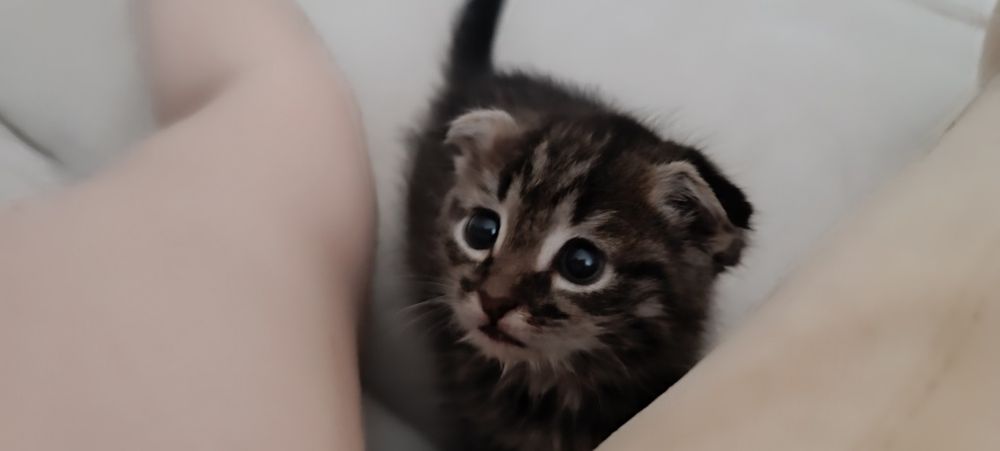 Котенок девочка 1,5 мес