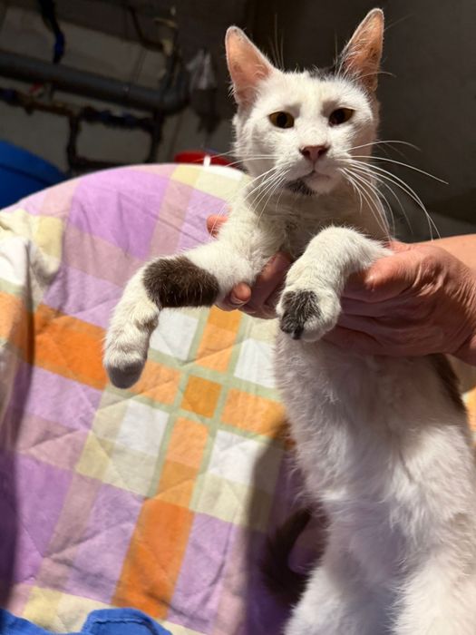 Pisici pentru adopție