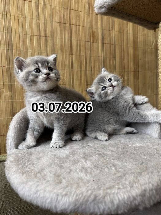 Британские котята