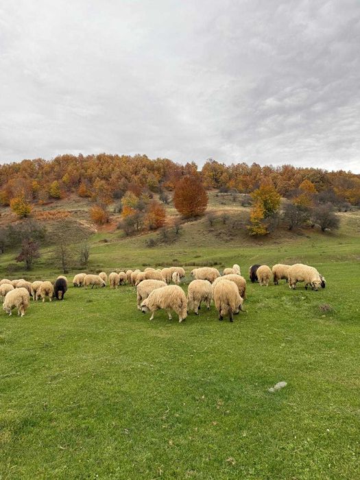Oi frumoase de ținut