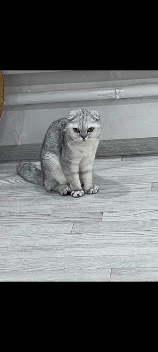 Продам Шотландский котят