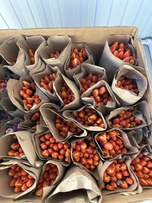 Люксовые Тюльпаны Предзаказ