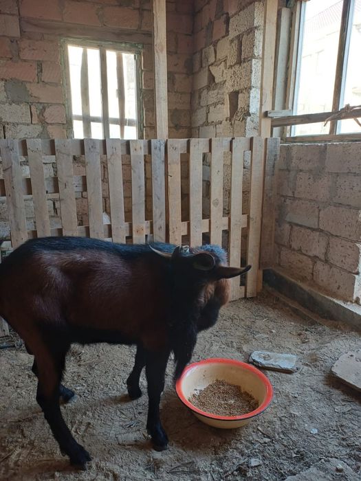 Теке ешкі (коза)