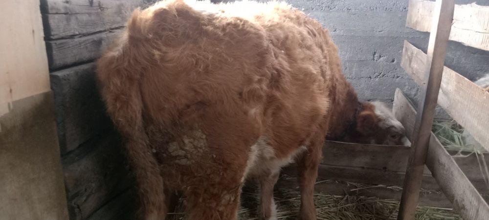 Сиыр! Семіз! Корова