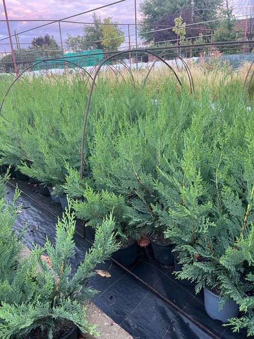 Лейландски кипарис за жив плет