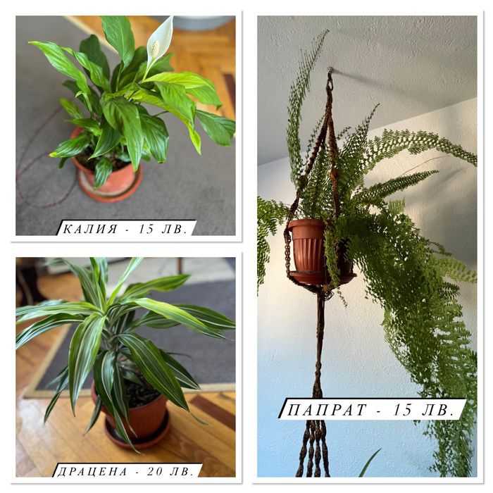 Цветя - Филодендрон, Юка, Бенджамин и други