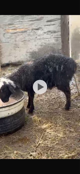 Қойлар сатылады